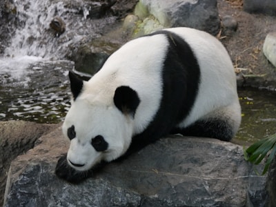 A panda with distinctive black and white markings lying on a rock beside a flowing stream surrounded by stones and foliage.