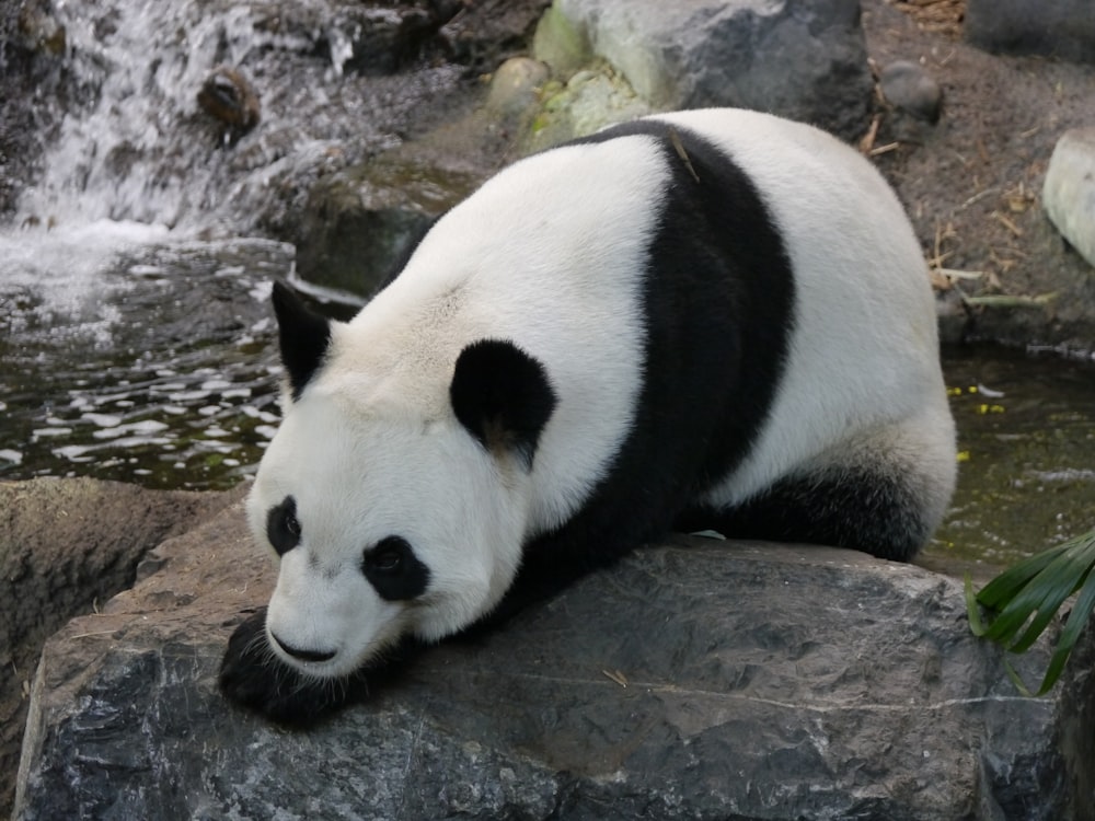 white and black panda on brown tree trunk