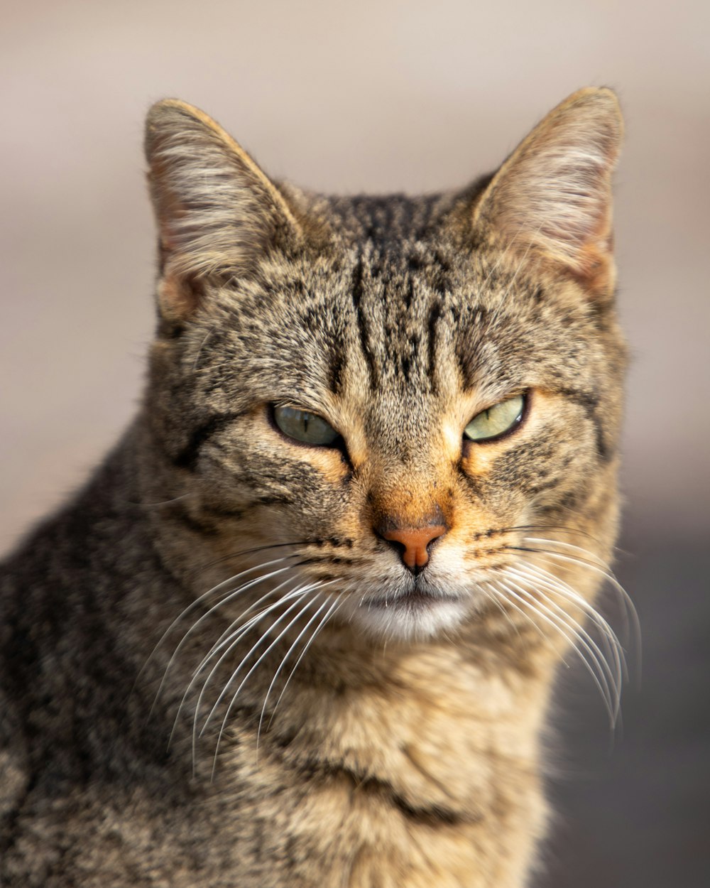 brown tabby cat in close up photography