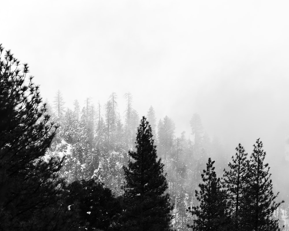 grayscale photo of pine trees