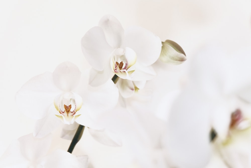 white moth orchids in bloom