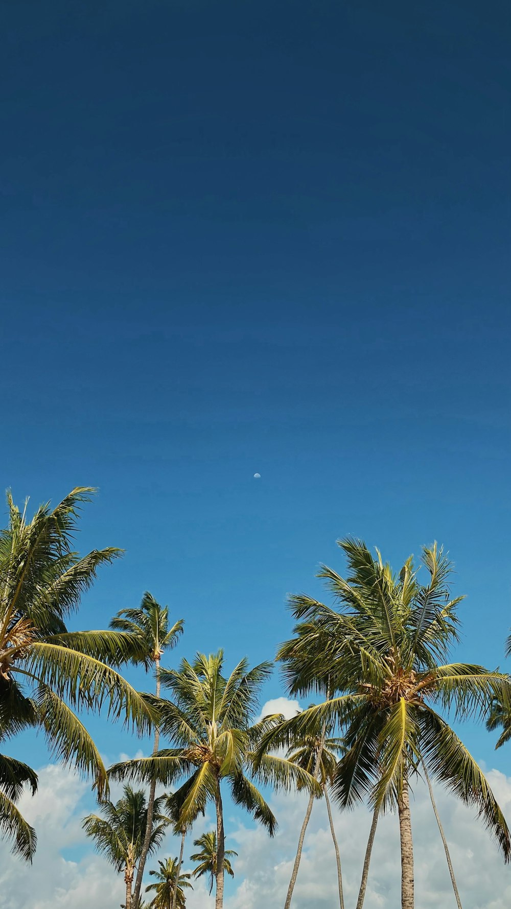 昼間の青空に映える緑のヤシの木