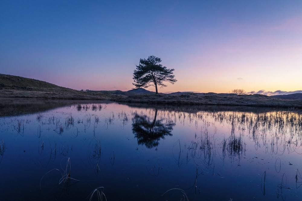 green tree on brown field beside lake during daytime