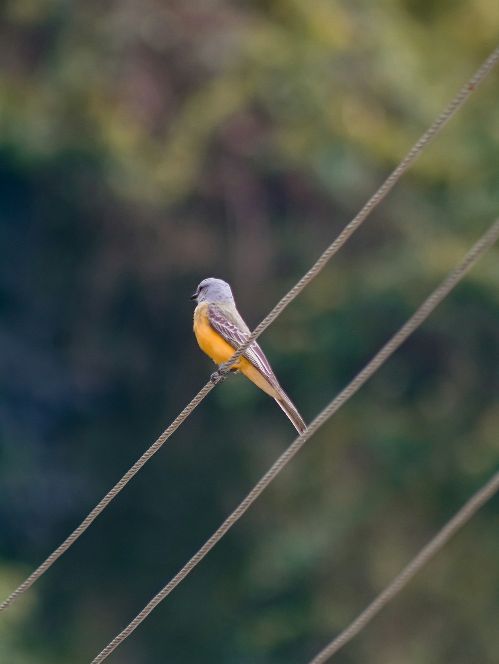 brown and yellow bird on brown stick during daytime