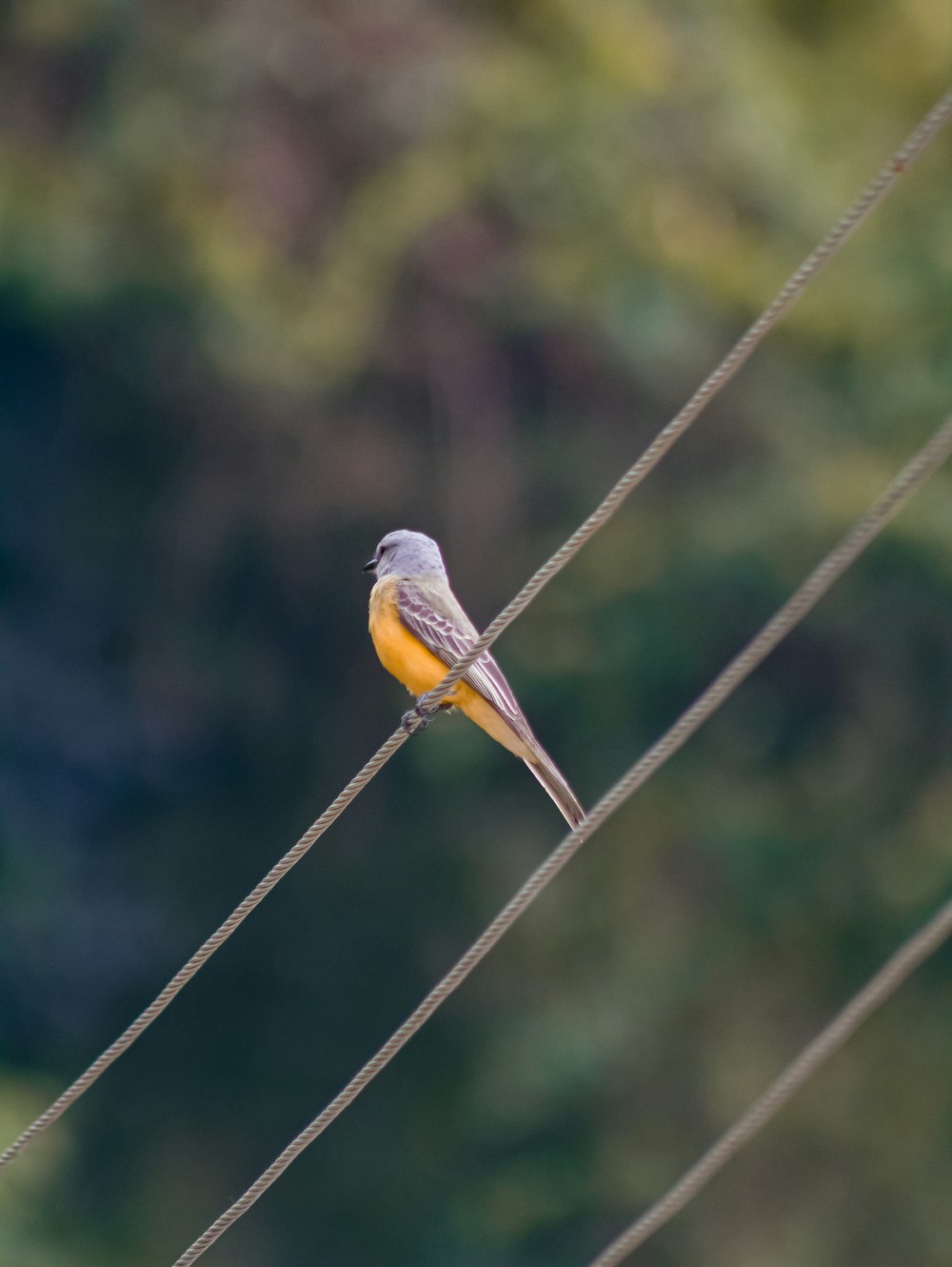 pássaro marrom e amarelo na vara marrom durante o dia