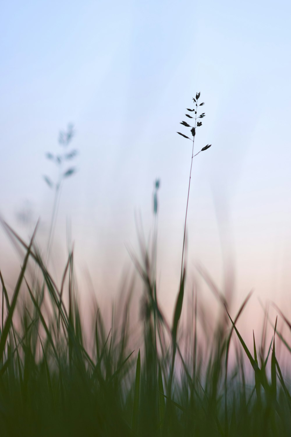 green grass field during daytime