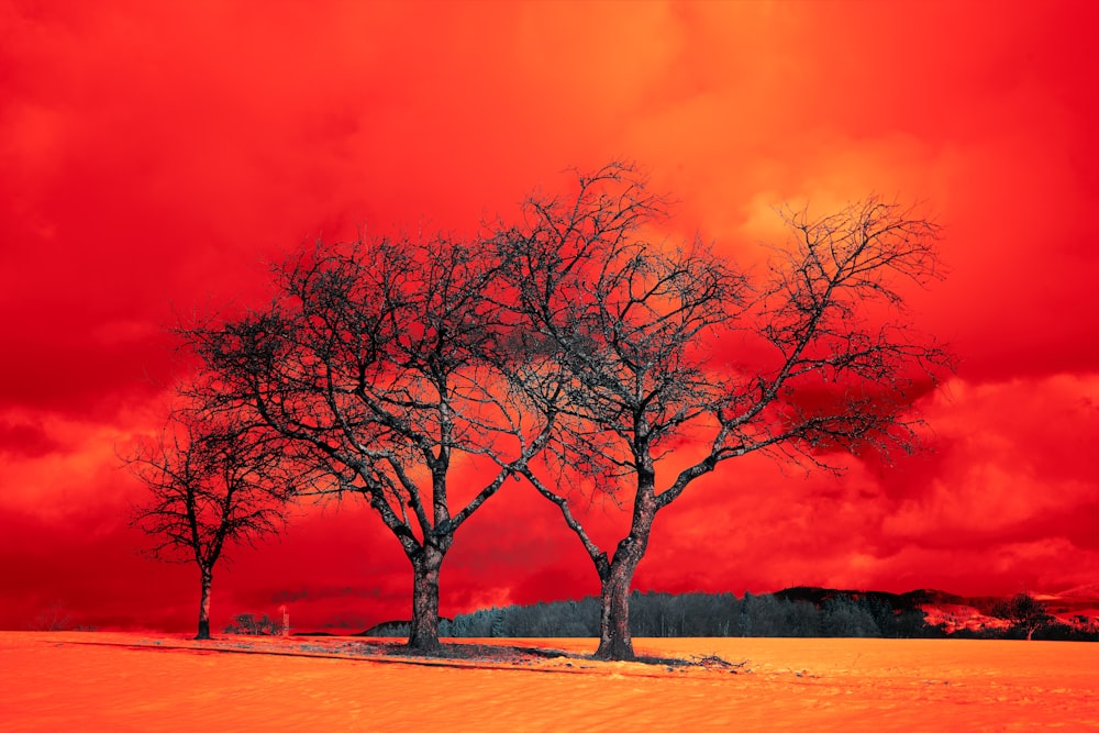 leafless tree on field during sunset