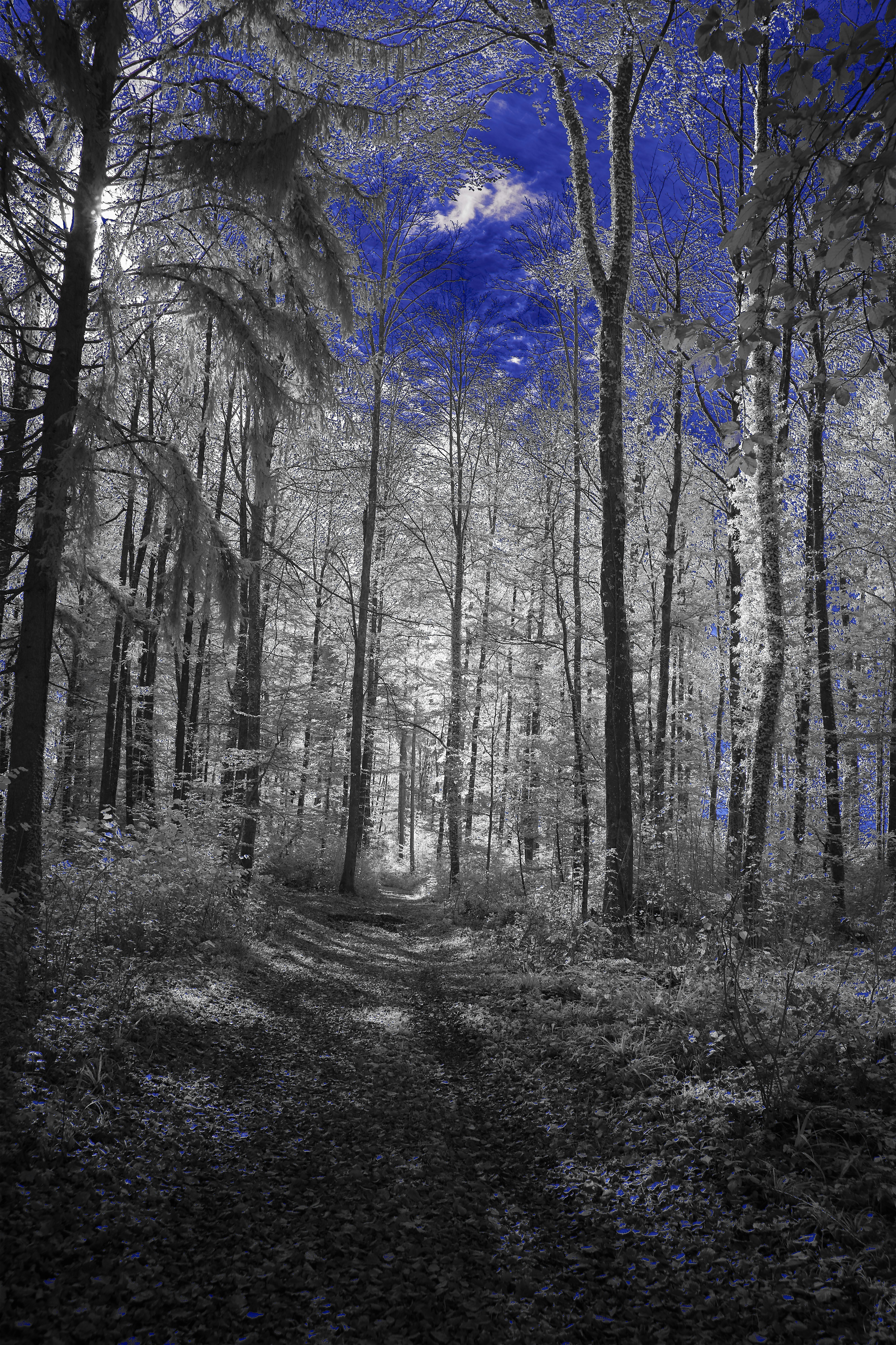 Photo by wolfgang_hasselmann