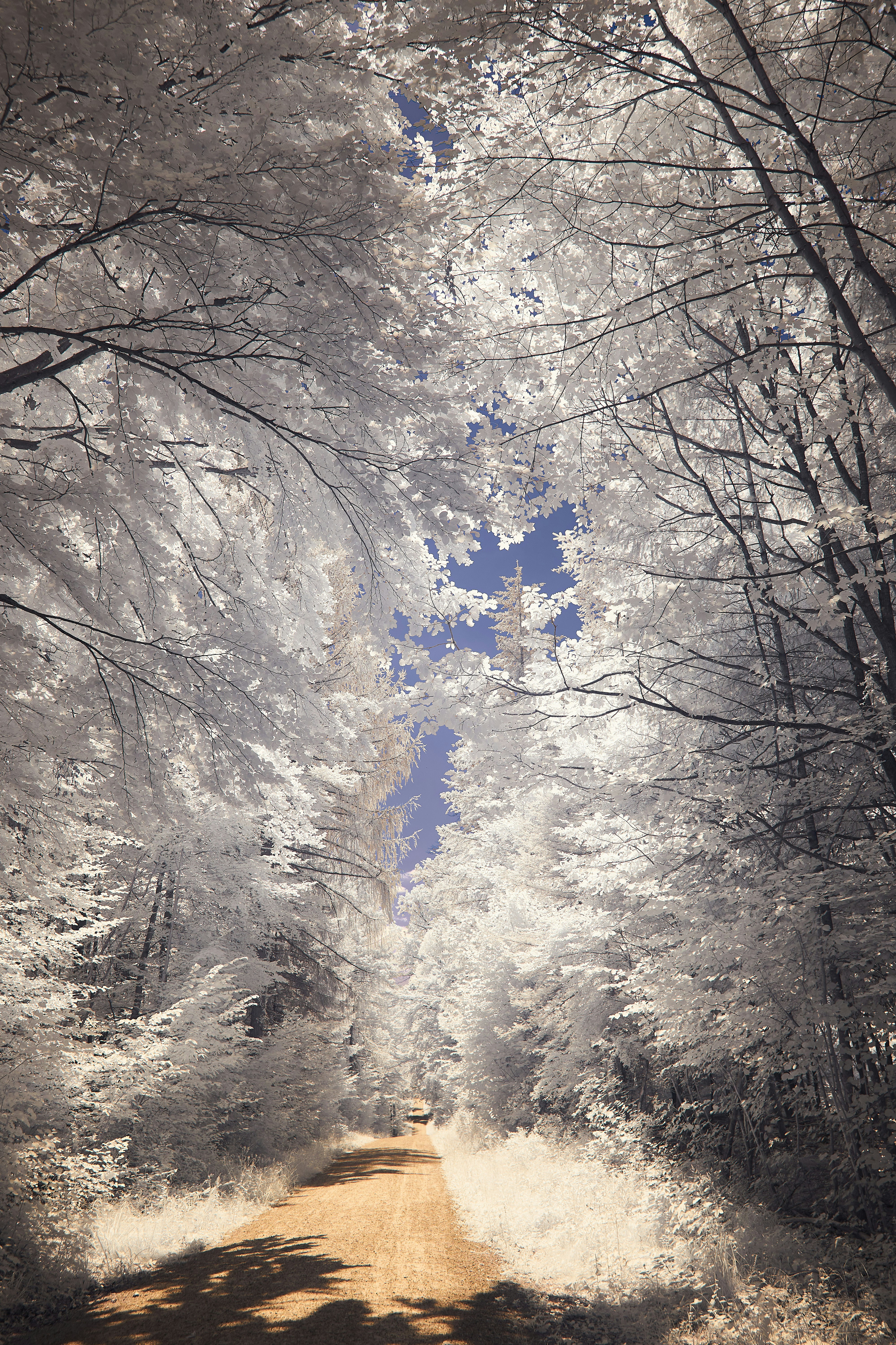 Photo by wolfgang_hasselmann