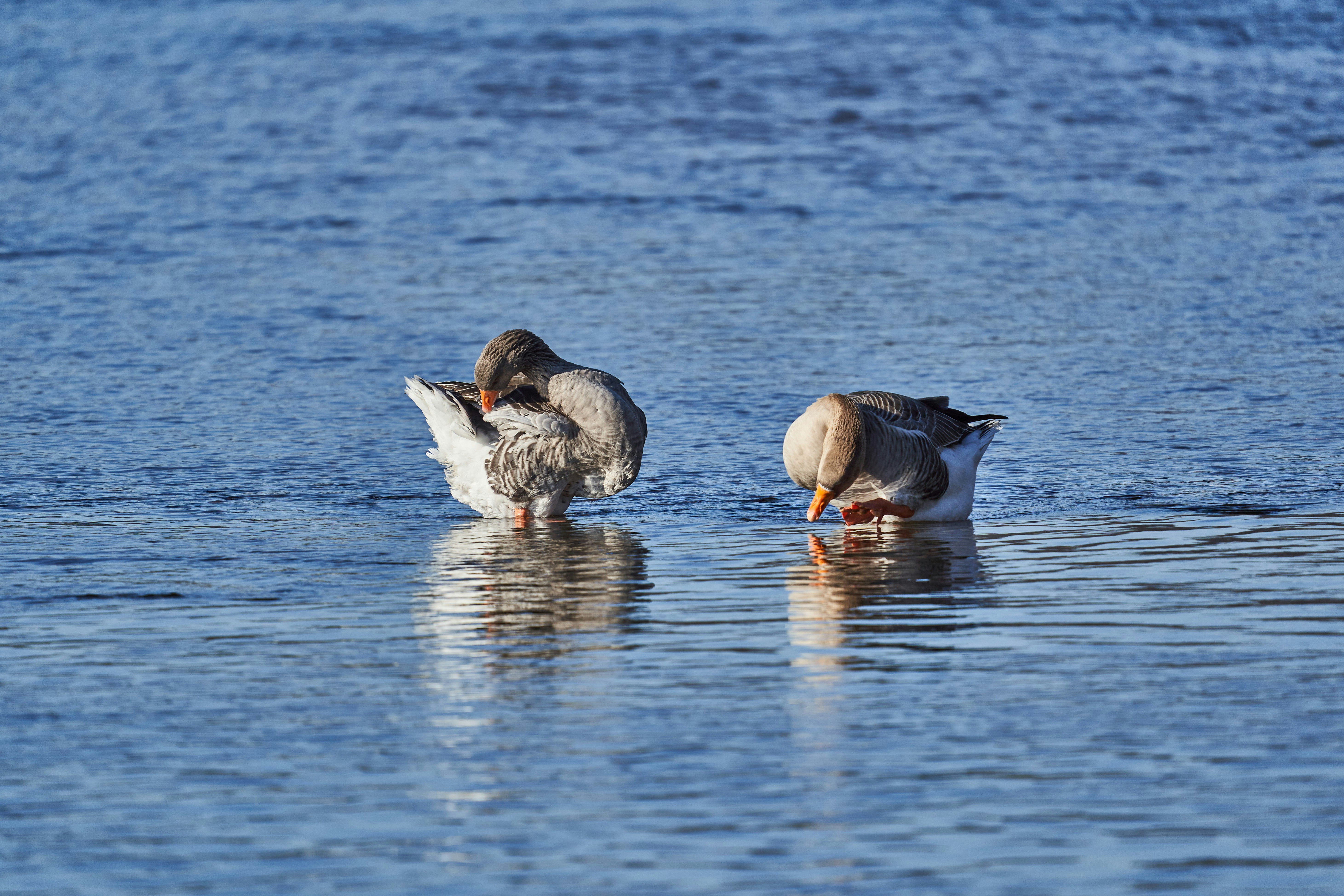 Photo by wolfgang_hasselmann