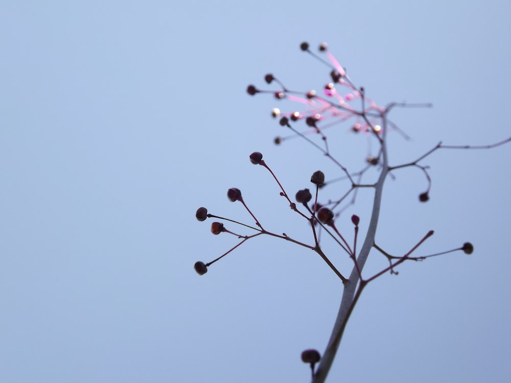 red round fruit on tree branch