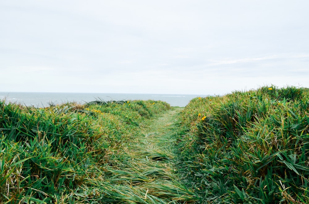 green grass field under white sky during daytime