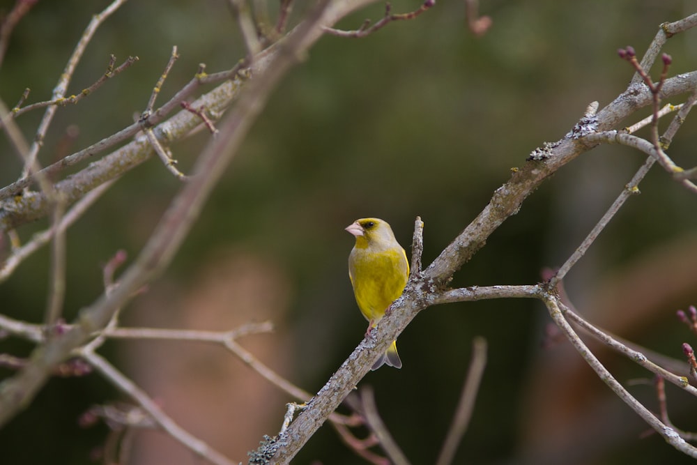 yellow bird on brown tree branch