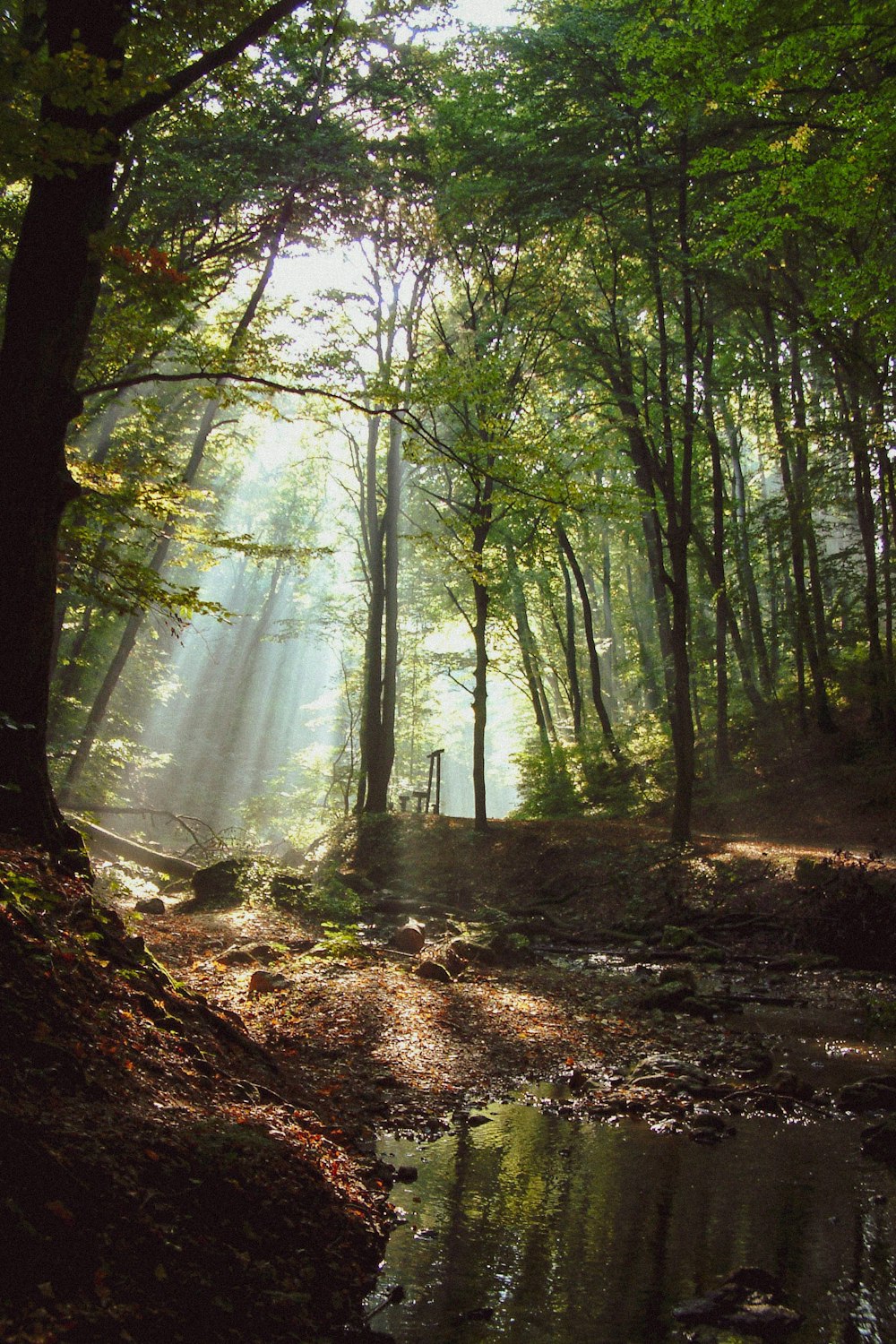 green trees on brown soil