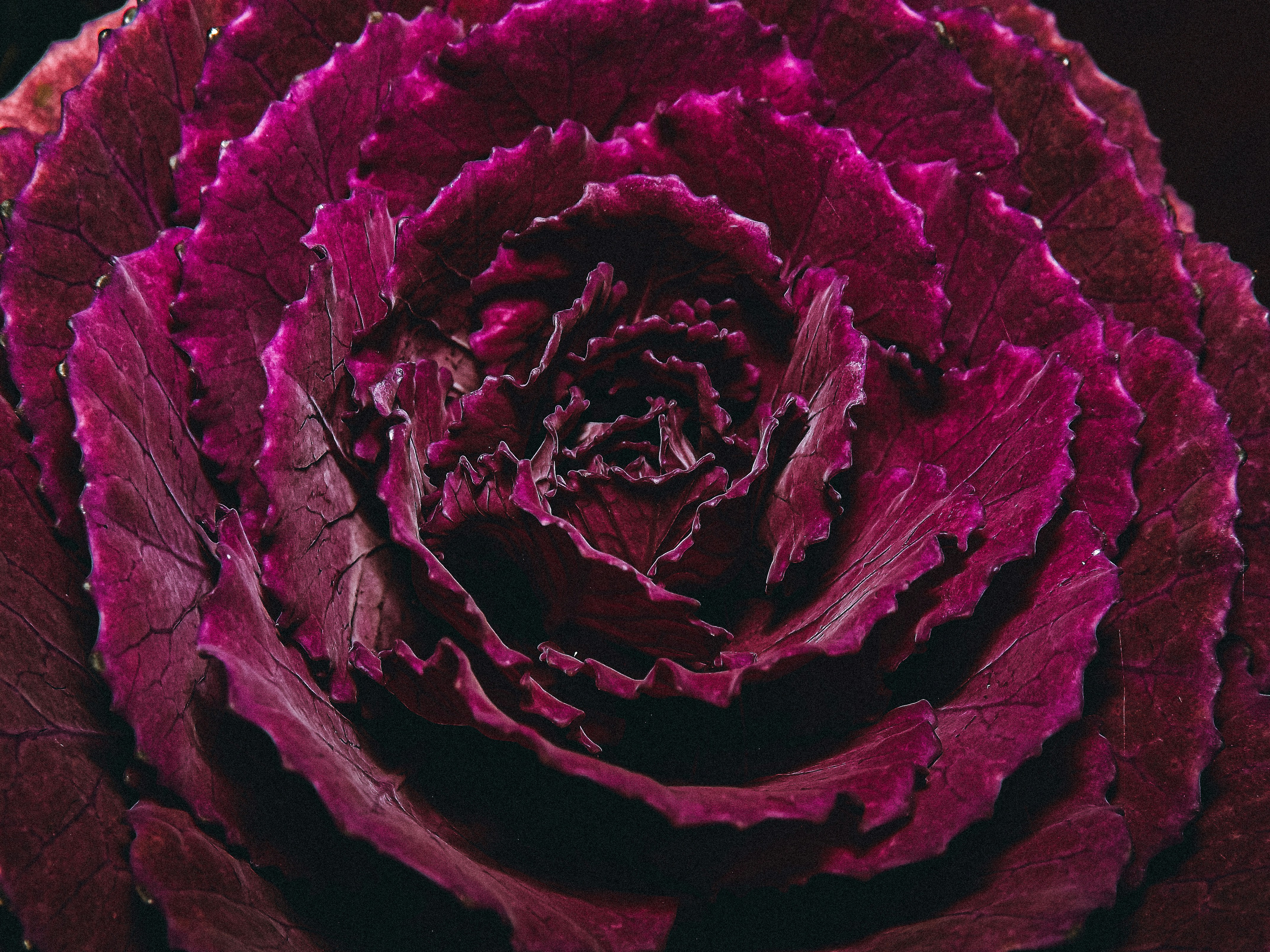 A glass of stunning purple juice with red cabbage, grapes, and an apple