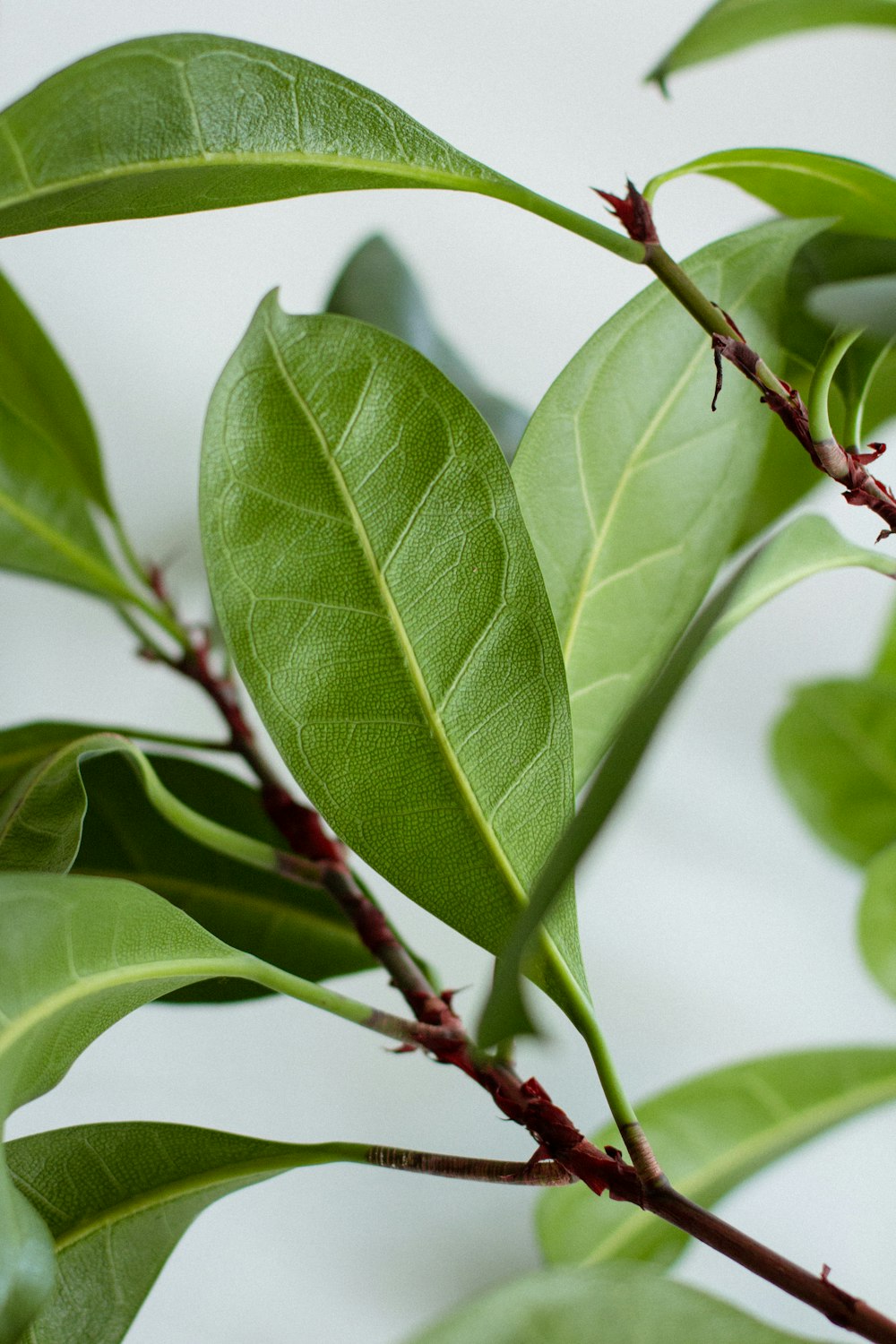 green leaf plant in close up photography