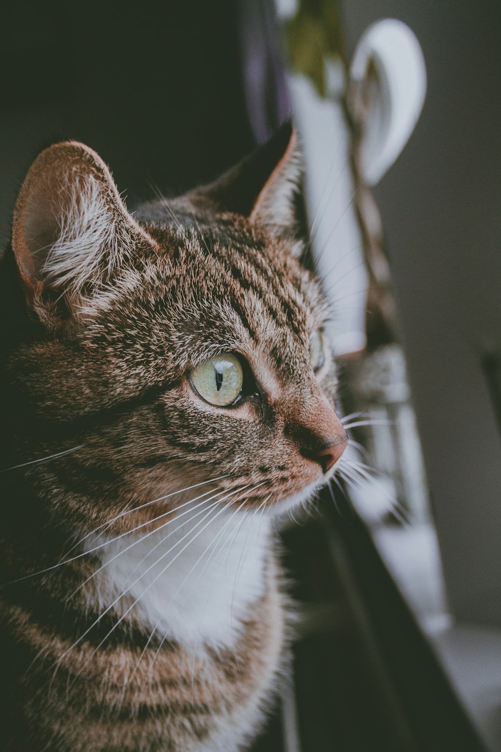 틸트 시프트 렌즈에 있는 갈색 줄무늬 고양이