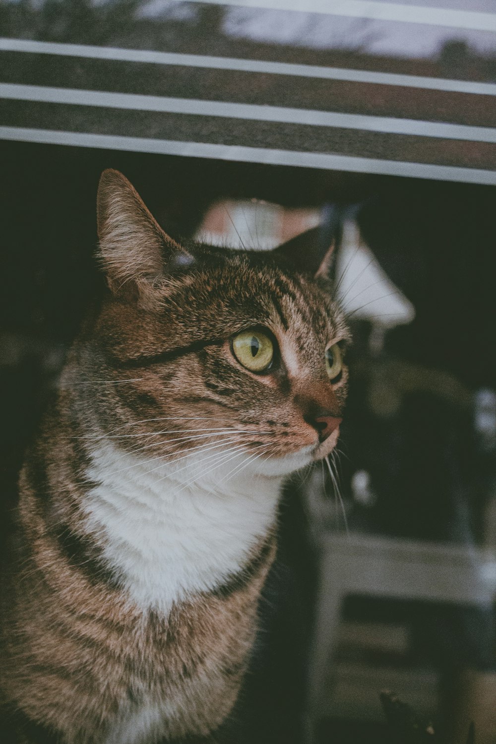 chat tigré brun regardant la fenêtre