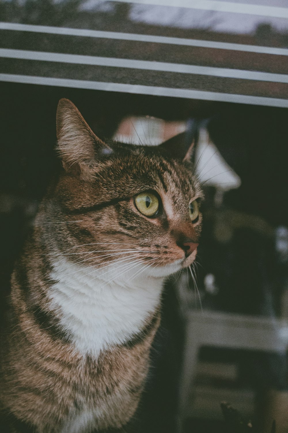 brown tabby cat looking at the window