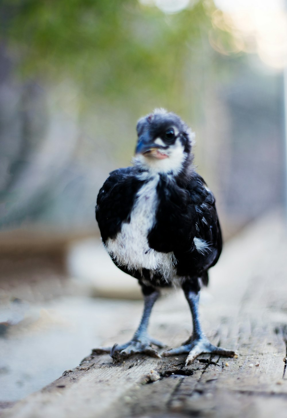 black and white bird on brown sand during daytime