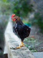 A chicken stands on a wooden plank, with its red comb contrasting against the dark feathers. The background is a blurred mix of greenery, creating a nature-focused atmosphere.