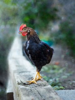 A chicken stands on a wooden plank, with its red comb contrasting against the dark feathers. The background is a blurred mix of greenery, creating a nature-focused atmosphere.