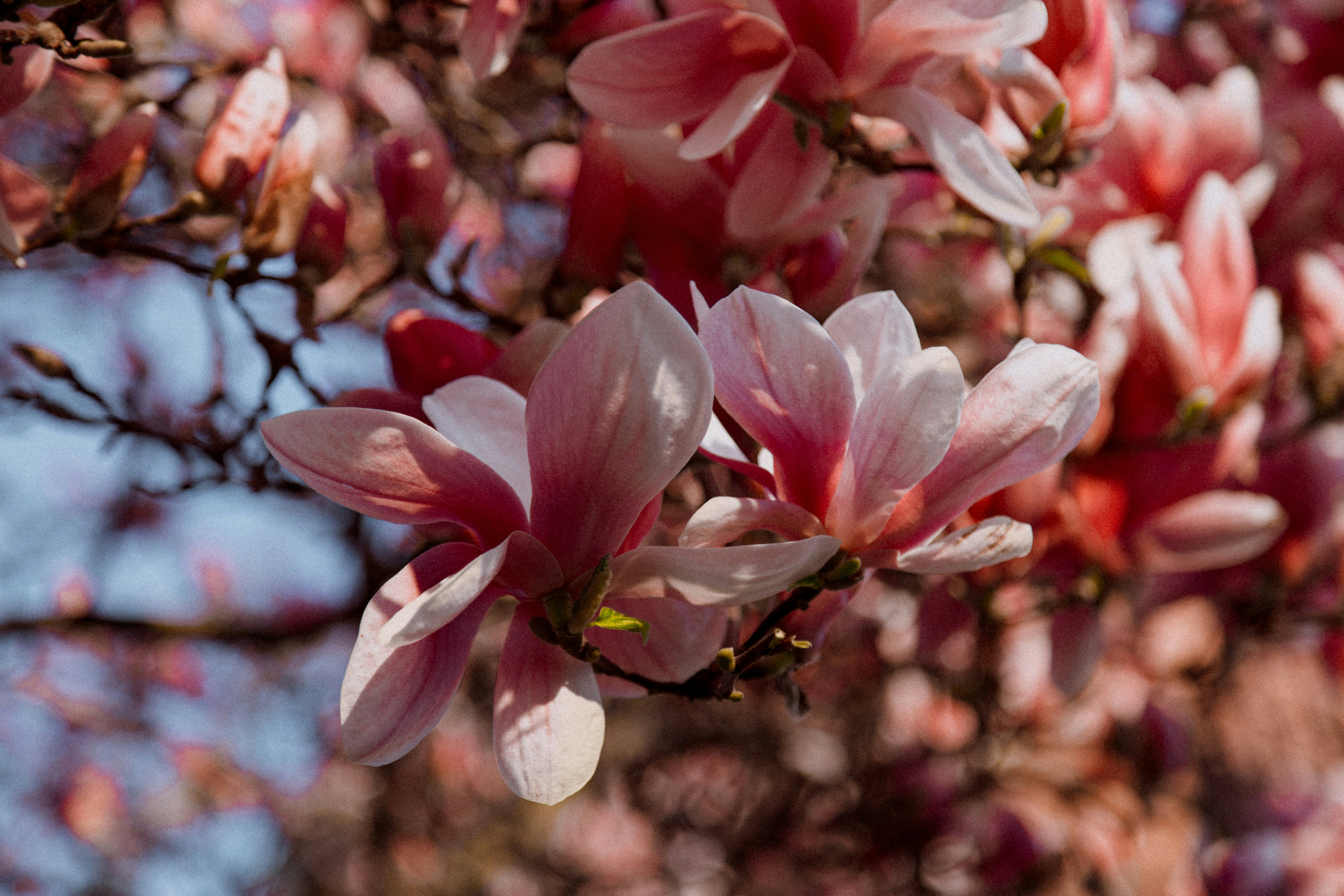 Photo by i_am_simoesse