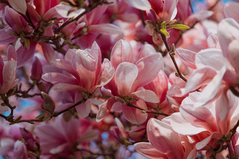 pink flowers in tilt shift lens