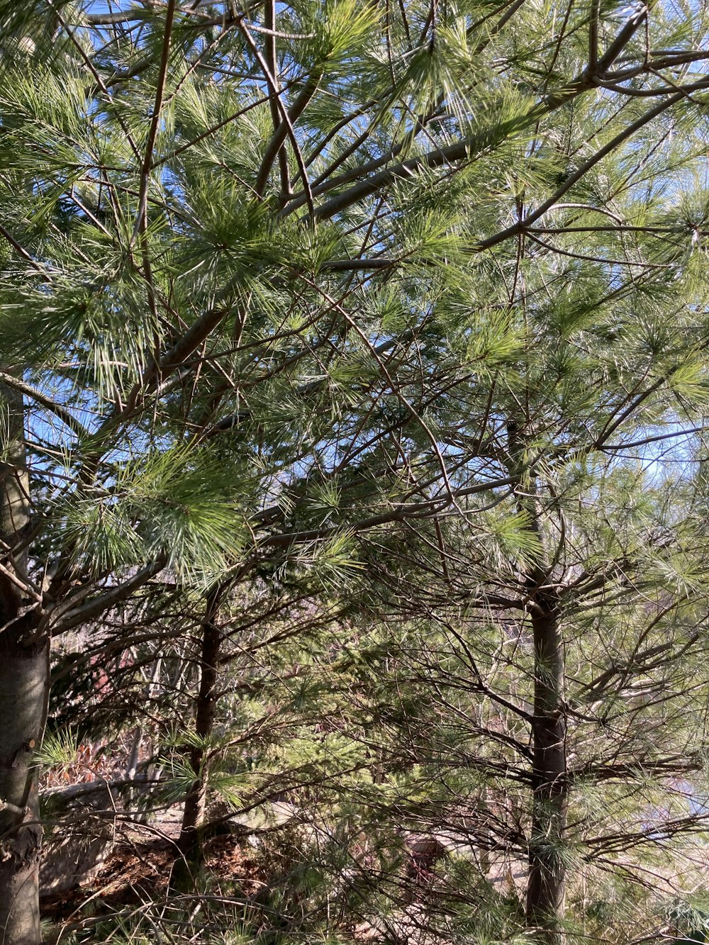 green and brown trees under blue sky during daytime