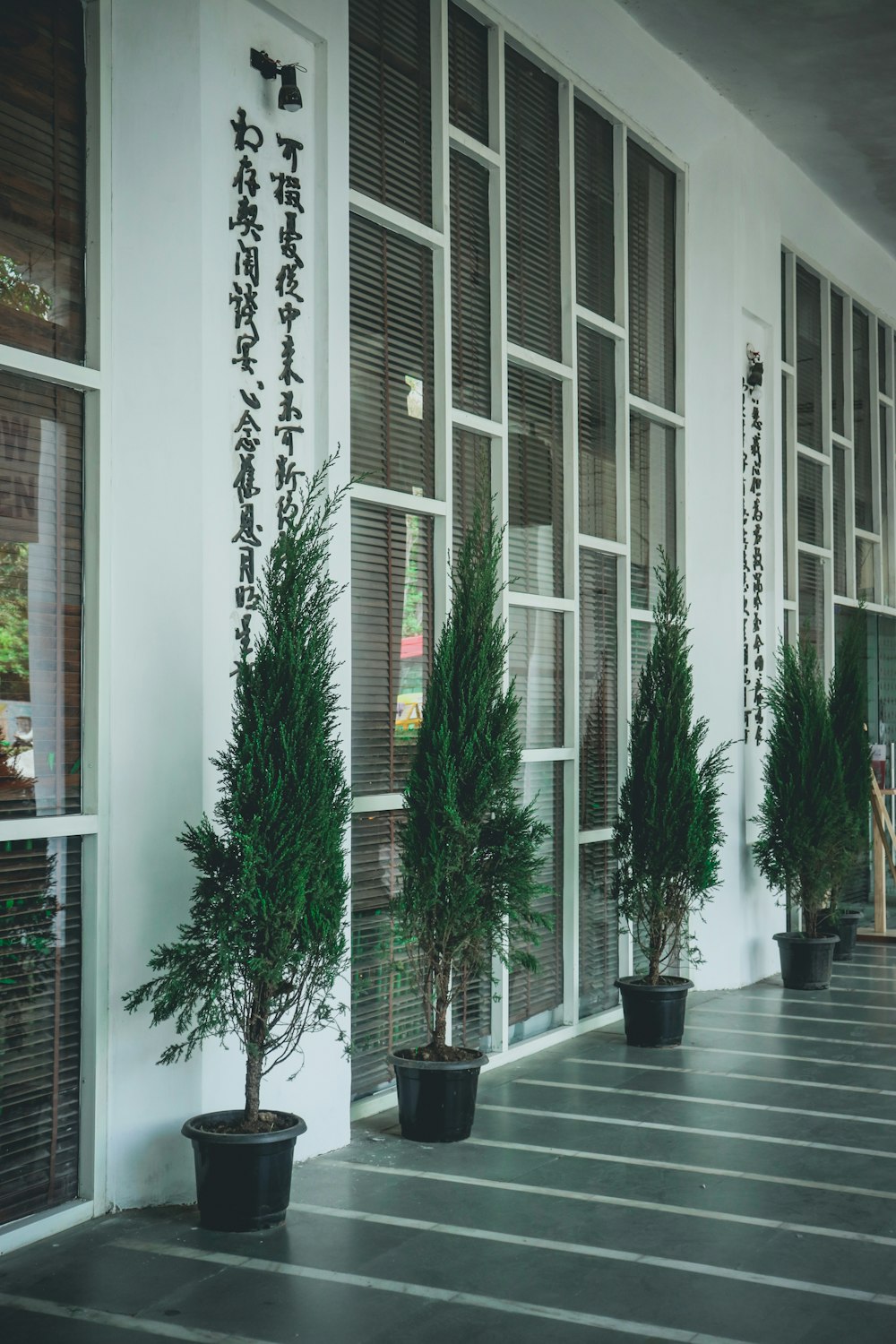 green palm tree in front of white wooden framed glass window