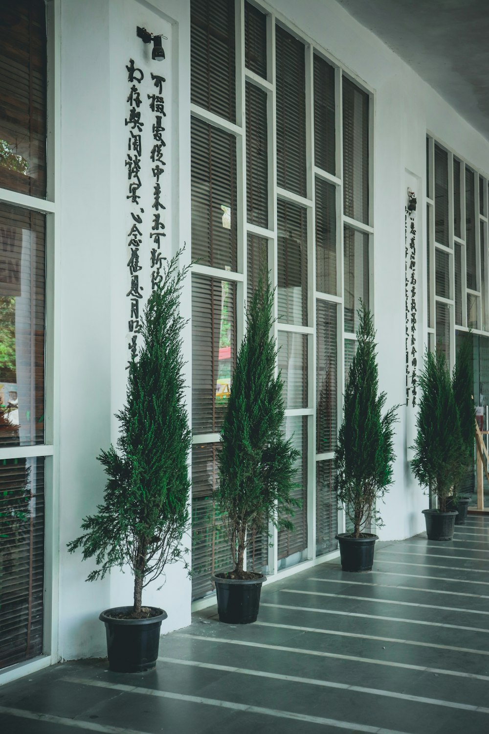 Grüne Palme vor weißem Glasfenster mit Holzrahmen