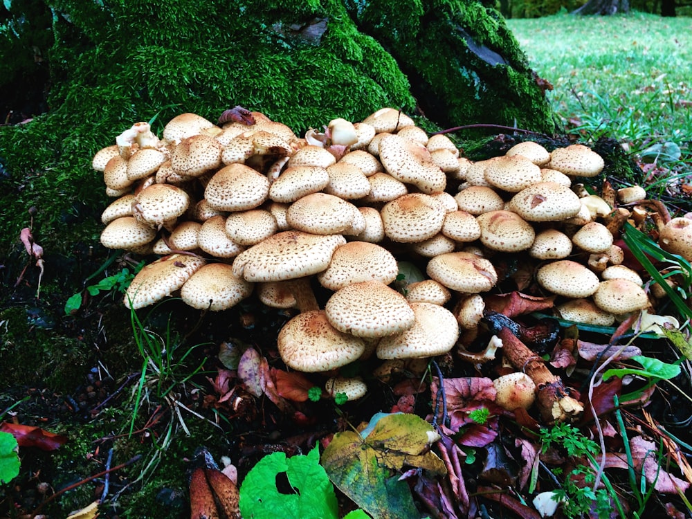 cogumelos marrons na grama verde