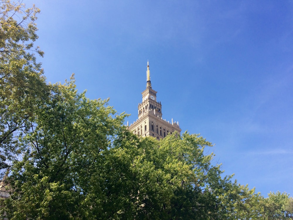 green tree near brown concrete building under blue sky during daytime