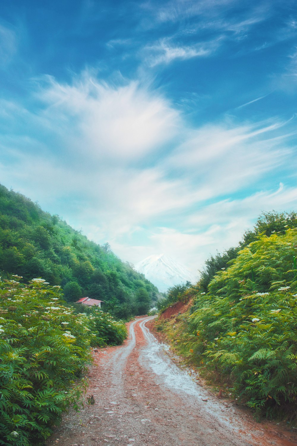 green trees on mountain under blue sky during daytime