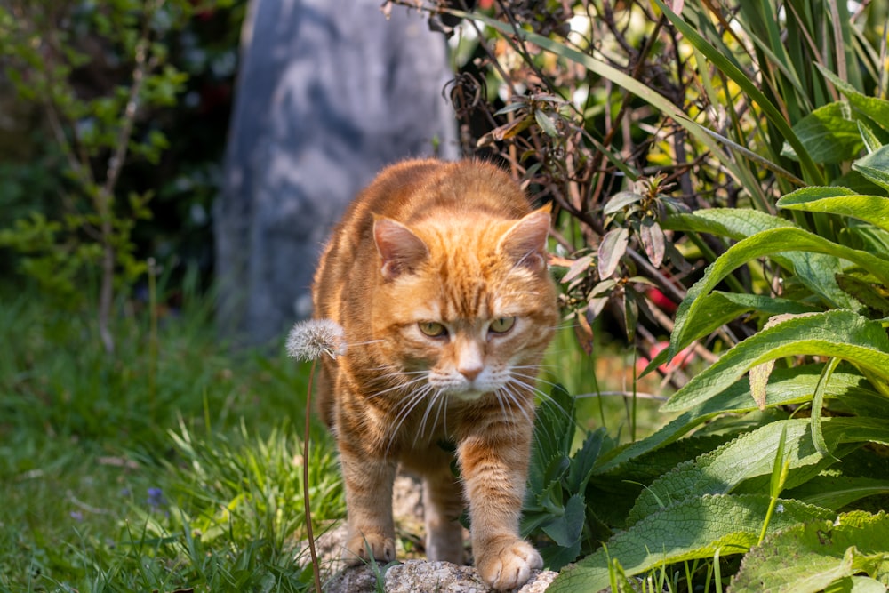 orange tabby cat on green grass during daytime