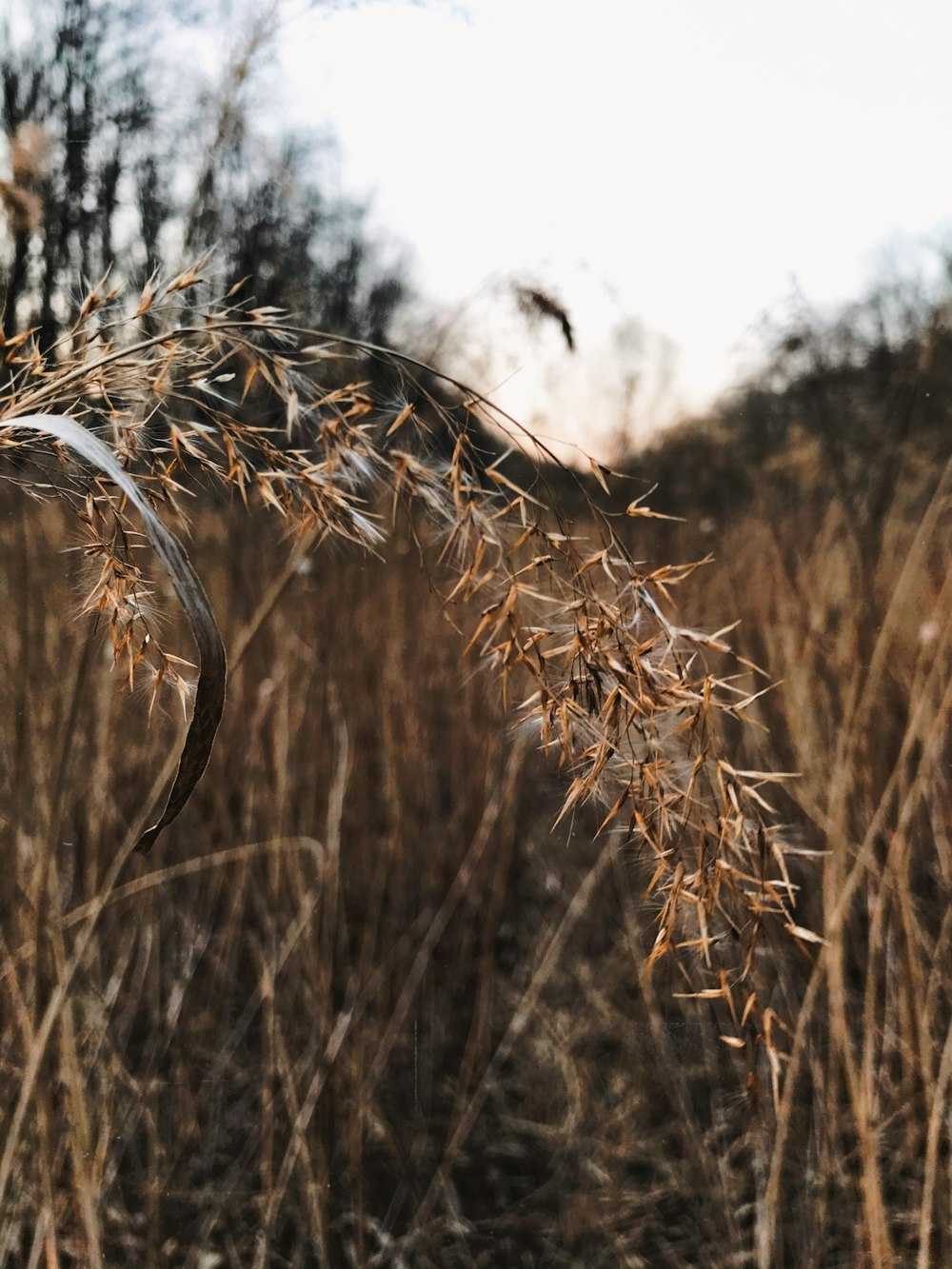 brown wheat field during daytime