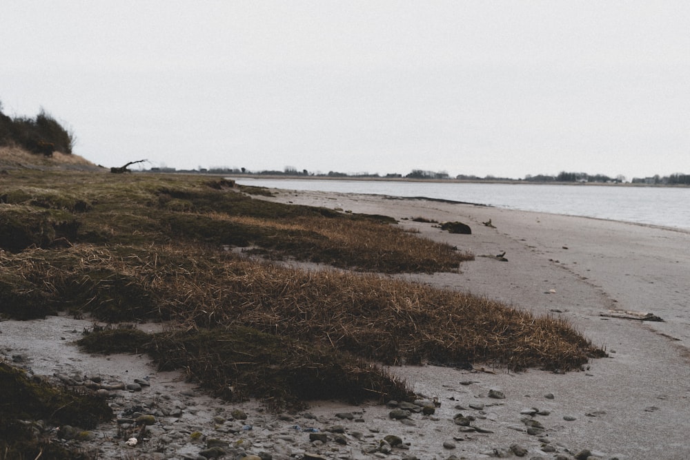 green grass field near sea during daytime