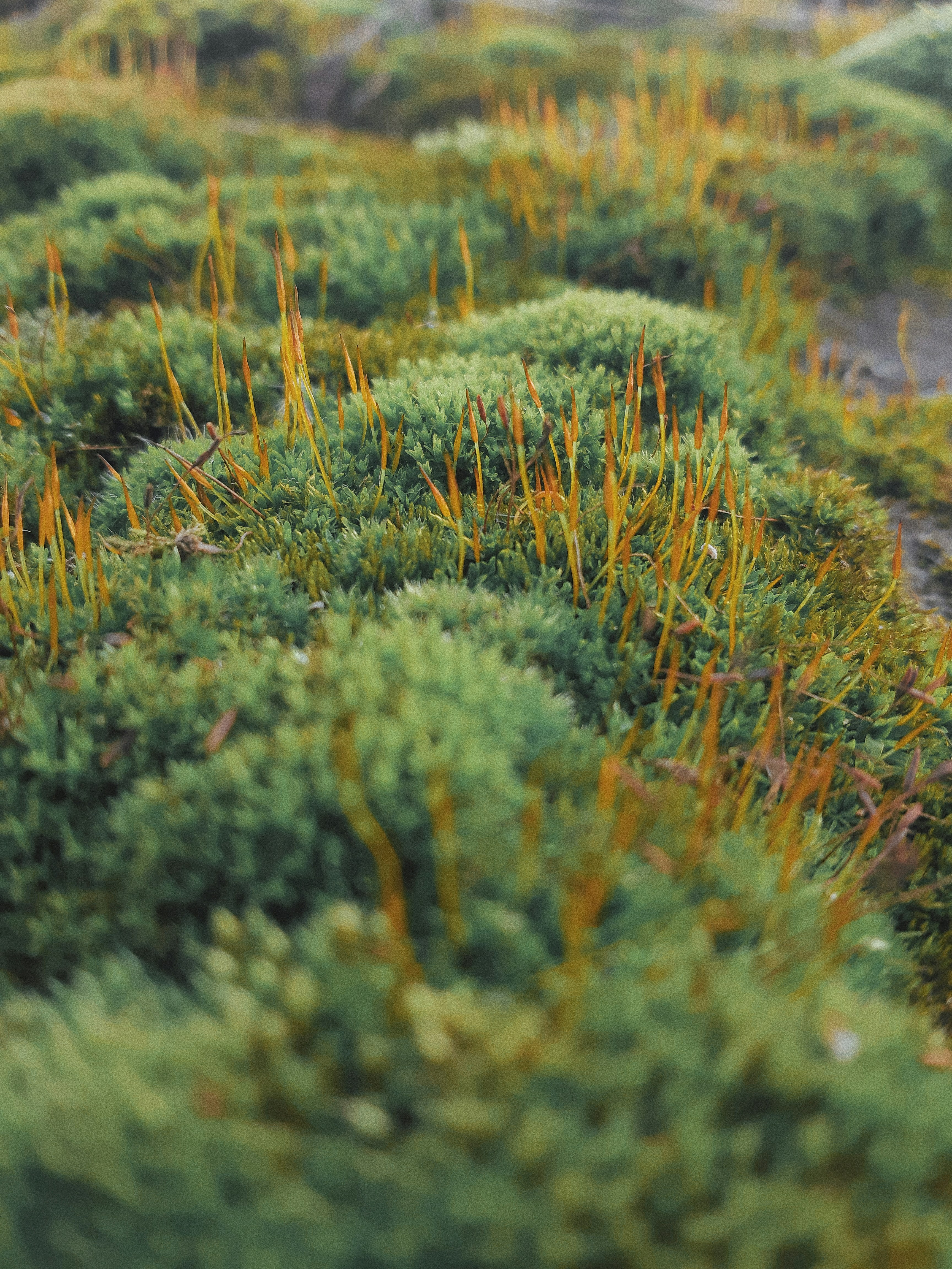 green grass field during daytime