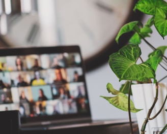 black flat screen tv turned on near green plant