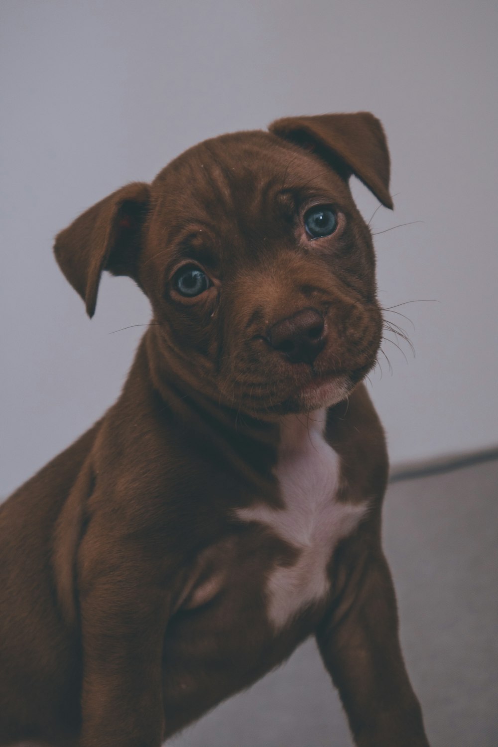 brown and white short coated dog