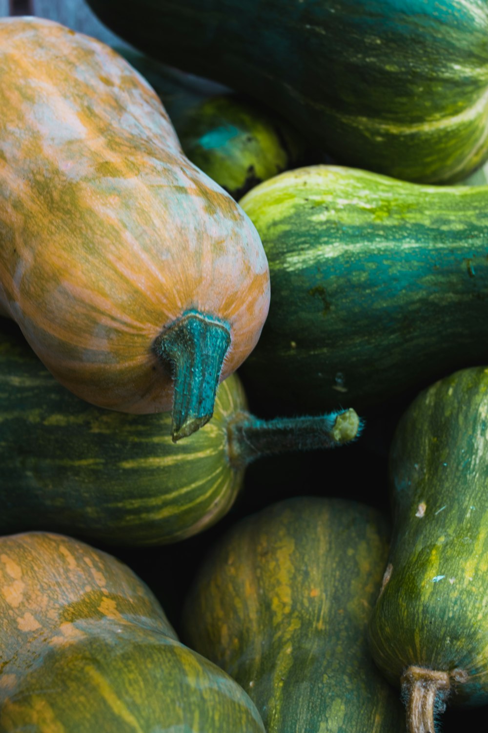 green and brown squash vegetable