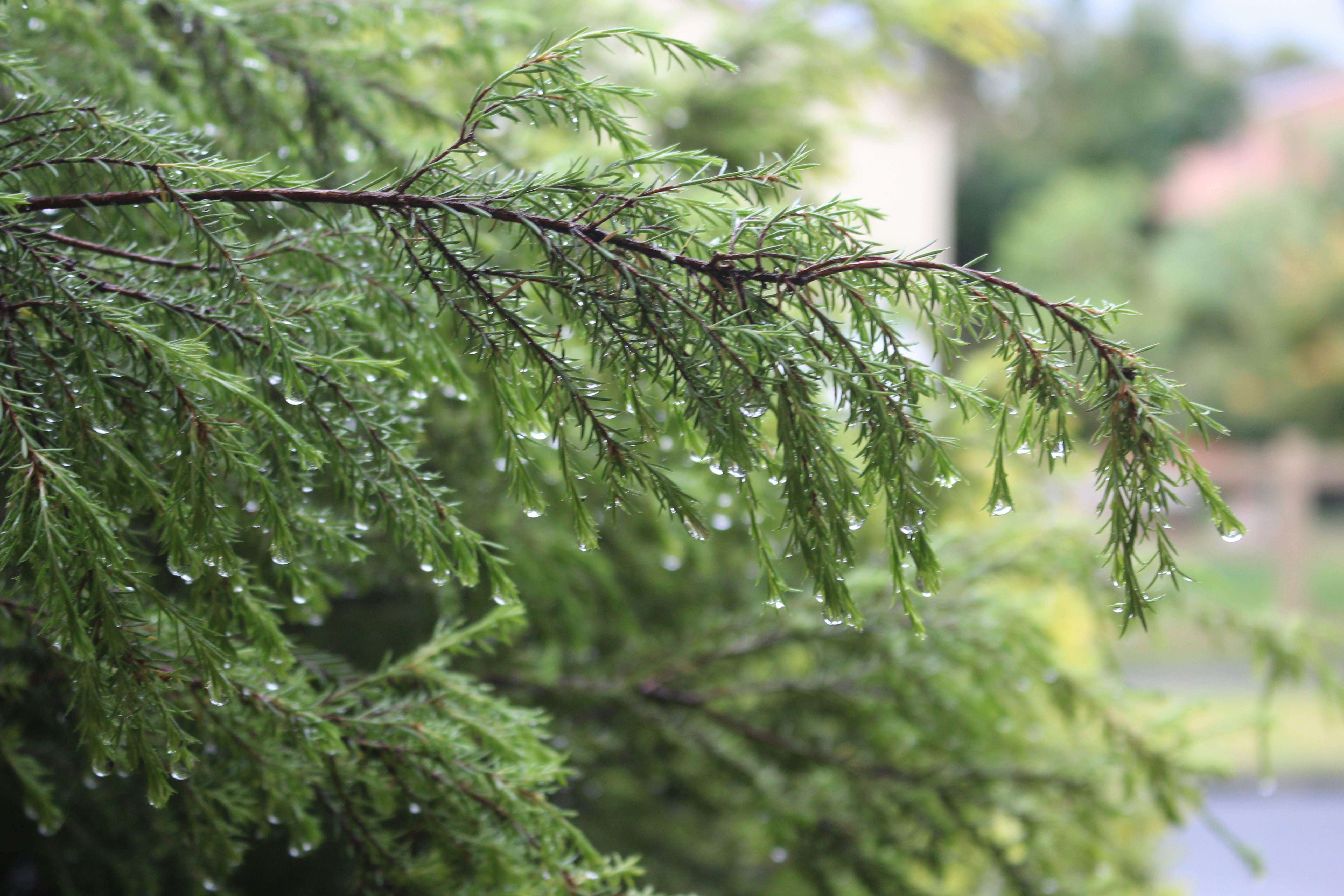 green leaves in tilt shift lens
