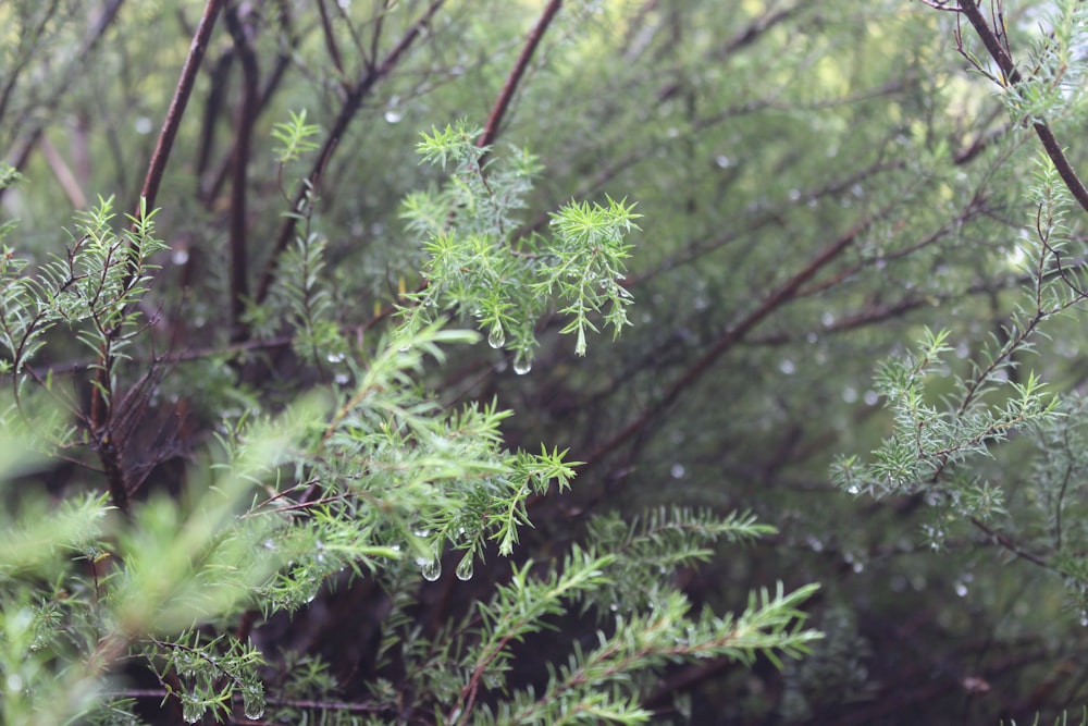 green plant in close up photography