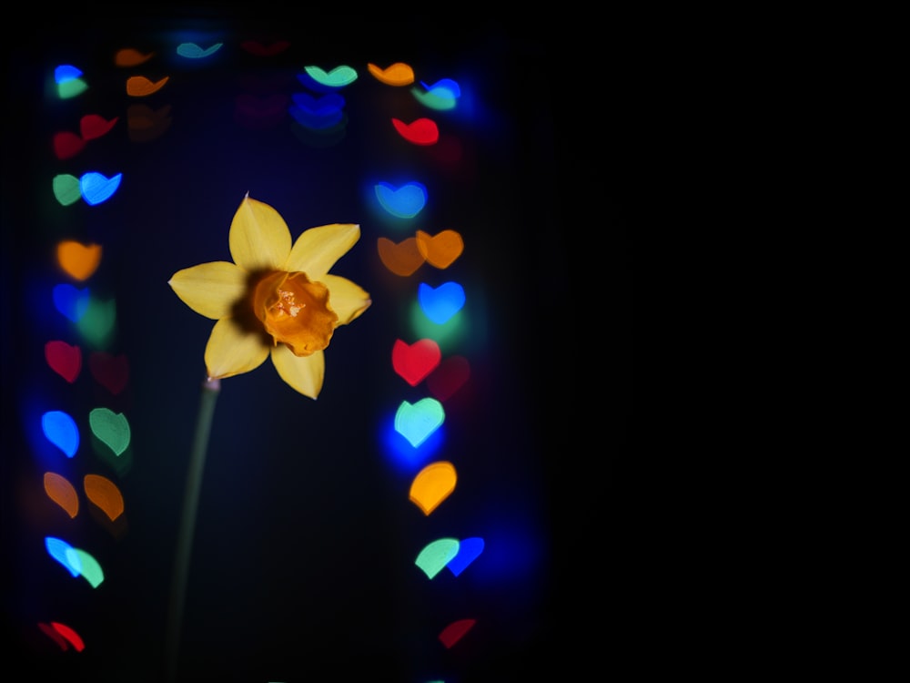 white and blue flower with blue light