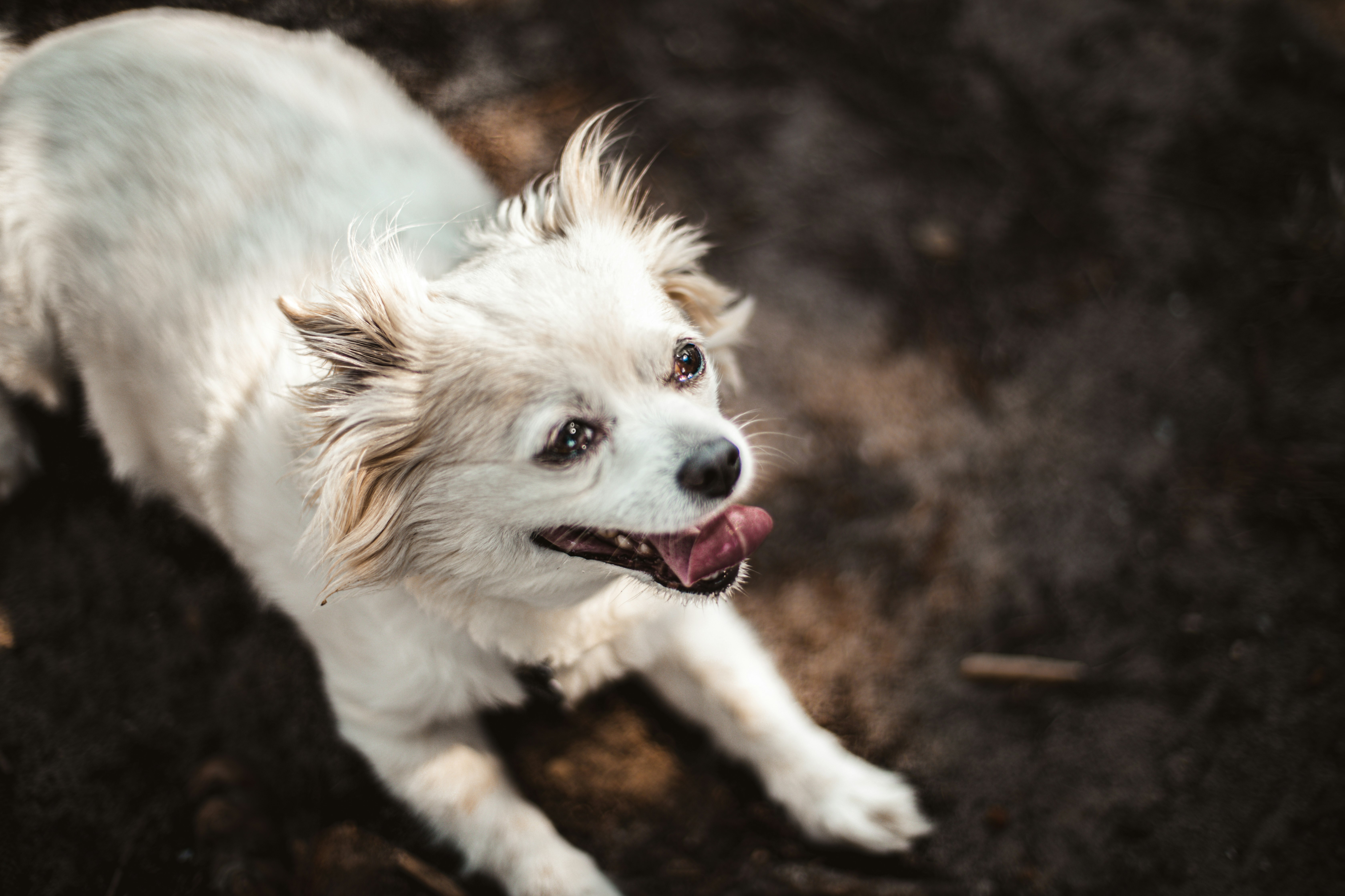 white and brown short coated small dog