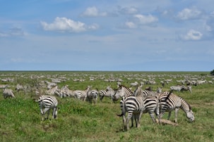 zebra on green grass field during daytime