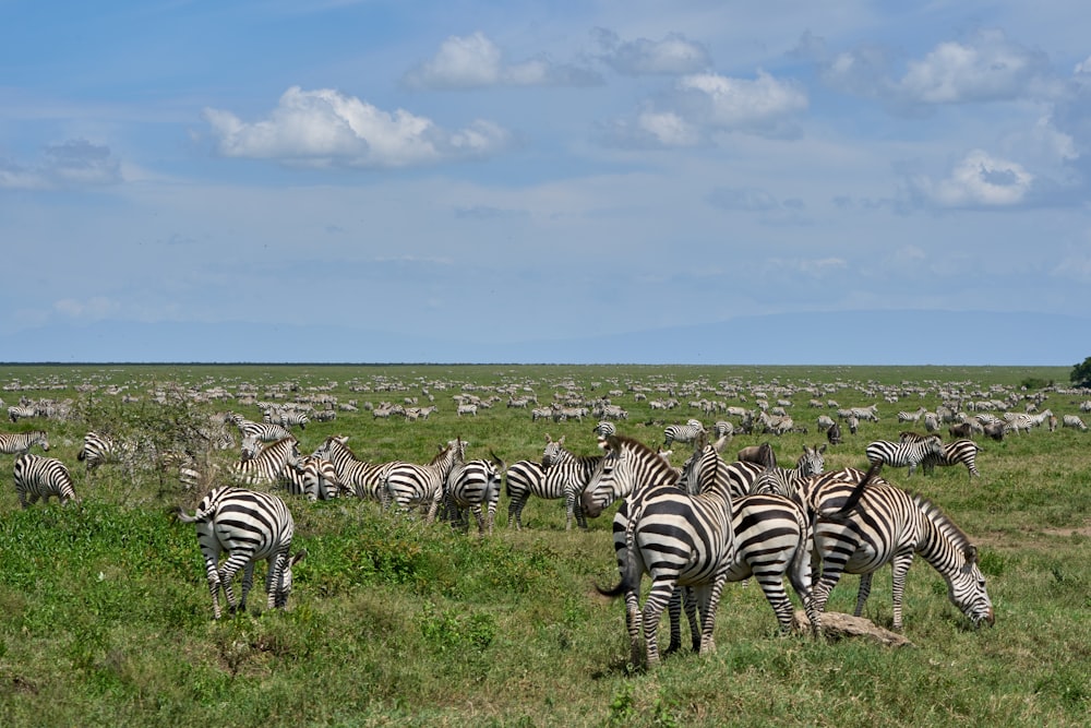 zebra on green grass field during daytime