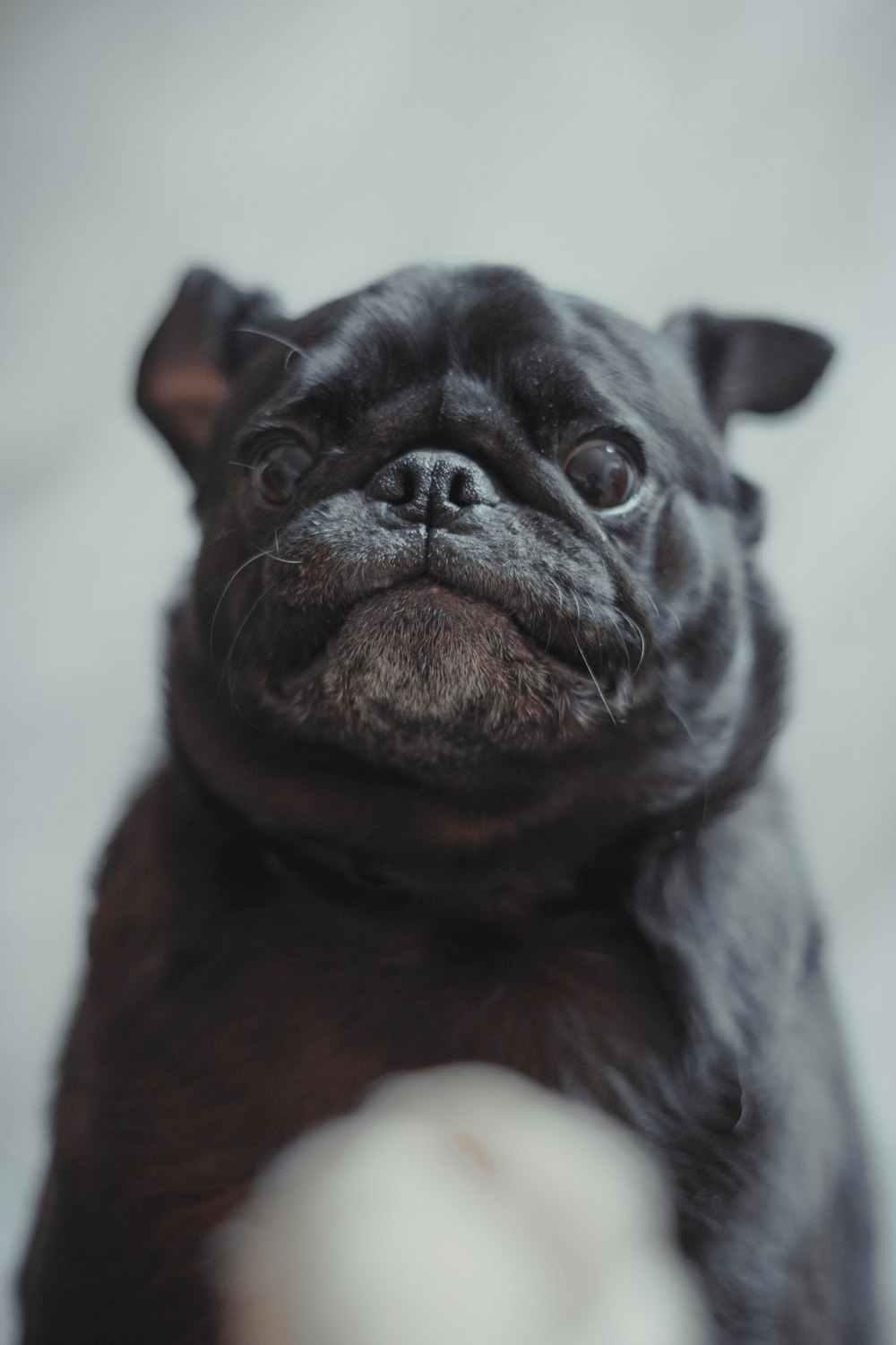 black pug puppy on white textile