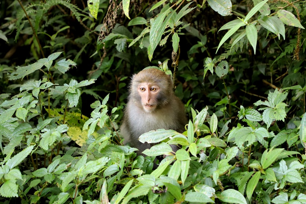 brown monkey on green plant