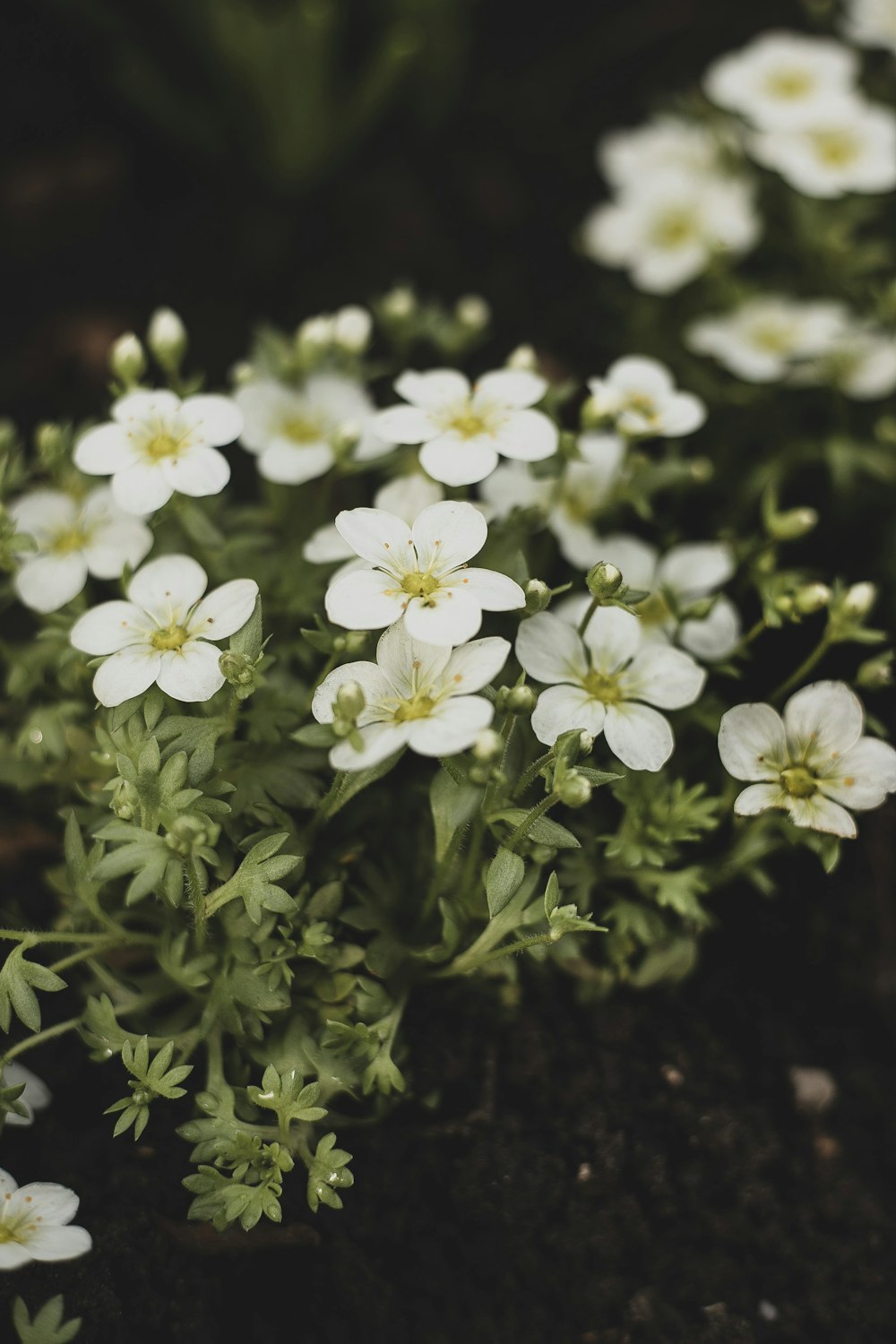 white flowers with green leaves